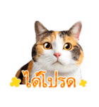 【タイ語】気持ちを伝える♡かわいい三毛猫（個別スタンプ：4）