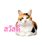 【タイ語】気持ちを伝える♡かわいい三毛猫（個別スタンプ：6）