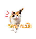 【タイ語】気持ちを伝える♡かわいい三毛猫（個別スタンプ：7）