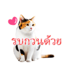 【タイ語】気持ちを伝える♡かわいい三毛猫（個別スタンプ：8）
