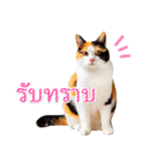 【タイ語】気持ちを伝える♡かわいい三毛猫（個別スタンプ：9）