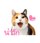【タイ語】気持ちを伝える♡かわいい三毛猫（個別スタンプ：10）