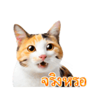 【タイ語】気持ちを伝える♡かわいい三毛猫（個別スタンプ：23）
