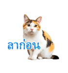 【タイ語】気持ちを伝える♡かわいい三毛猫（個別スタンプ：30）