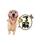愛犬エマとレンのスタンプです（個別スタンプ：1）