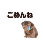 愛犬エマとレンのスタンプです（個別スタンプ：2）