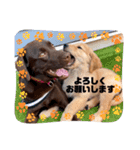 愛犬エマとレンのスタンプです（個別スタンプ：3）