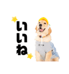 愛犬エマとレンのスタンプです（個別スタンプ：4）