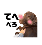 愛犬エマとレンのスタンプです（個別スタンプ：7）