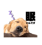 愛犬エマとレンのスタンプです（個別スタンプ：9）