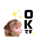 愛犬エマとレンのスタンプです（個別スタンプ：11）