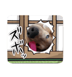 愛犬エマとレンのスタンプです（個別スタンプ：14）