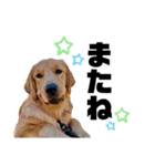 愛犬エマとレンのスタンプです（個別スタンプ：15）
