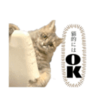 もふもふな猫たち（個別スタンプ：6）