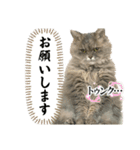 もふもふな猫たち（個別スタンプ：8）