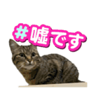 もふもふな猫たち（個別スタンプ：16）