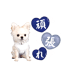 Luke＆Ciel＆Towa（個別スタンプ：10）
