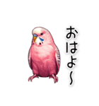 かわいいインコちゃんと日常会話（個別スタンプ：1）