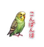 かわいいインコちゃんと日常会話（個別スタンプ：2）