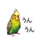 かわいいインコちゃんと日常会話（個別スタンプ：12）