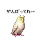 かわいいインコちゃんと日常会話（個別スタンプ：21）