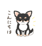 可愛い黒チワワ犬の日常会話（個別スタンプ：1）