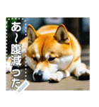 散歩拒否をする柴犬（個別スタンプ：9）