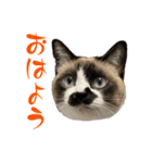 我が家の毛モノたち。（個別スタンプ：1）