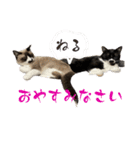 我が家の毛モノたち。（個別スタンプ：2）