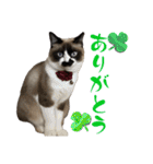 我が家の毛モノたち。（個別スタンプ：3）