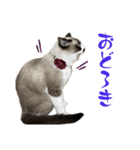 我が家の毛モノたち。（個別スタンプ：10）