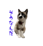 我が家の毛モノたち。（個別スタンプ：11）