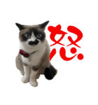 我が家の毛モノたち。（個別スタンプ：13）