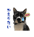 我が家の毛モノたち。（個別スタンプ：23）
