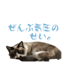 我が家の毛モノたち。（個別スタンプ：29）