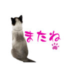 我が家の毛モノたち。（個別スタンプ：32）