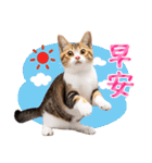 【台湾版】気持ちを伝える♡キジトラ猫！（個別スタンプ：1）