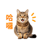 【台湾版】気持ちを伝える♡キジトラ猫！（個別スタンプ：2）