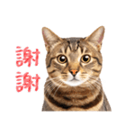 【台湾版】気持ちを伝える♡キジトラ猫！（個別スタンプ：3）