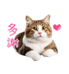 【台湾版】気持ちを伝える♡キジトラ猫！（個別スタンプ：4）