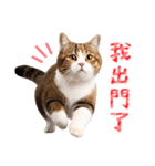 【台湾版】気持ちを伝える♡キジトラ猫！（個別スタンプ：5）