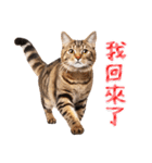 【台湾版】気持ちを伝える♡キジトラ猫！（個別スタンプ：6）