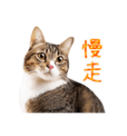 気持ちを伝える♡キジトラ猫！(台湾版)（個別スタンプ：7）