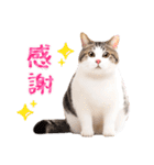 【台湾版】気持ちを伝える♡キジトラ猫！（個別スタンプ：9）