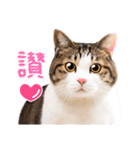 【台湾版】気持ちを伝える♡キジトラ猫！（個別スタンプ：12）