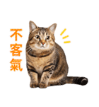 気持ちを伝える♡キジトラ猫！(台湾版)（個別スタンプ：14）