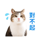 気持ちを伝える♡キジトラ猫！(台湾版)（個別スタンプ：15）