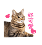 【台湾版】気持ちを伝える♡キジトラ猫！（個別スタンプ：16）
