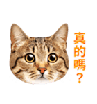 【台湾版】気持ちを伝える♡キジトラ猫！（個別スタンプ：17）