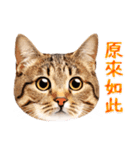 気持ちを伝える♡キジトラ猫！(台湾版)（個別スタンプ：18）